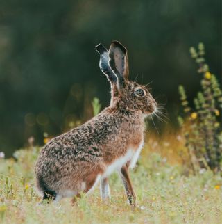 Tamron 150-600mm f/5-6.3