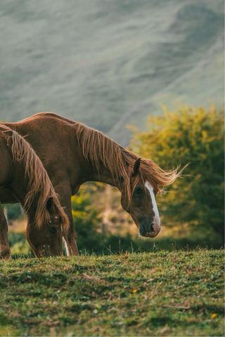 Tamron 150-600mm f/5-6.3