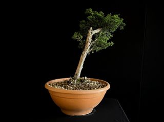 Bonsái Juniperus