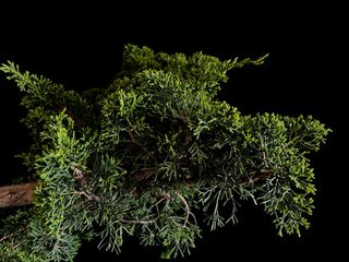 Bonsái Juniperus
