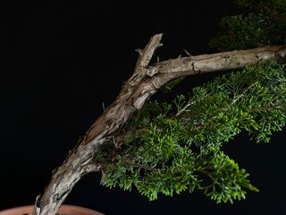 Bonsái Juniperus