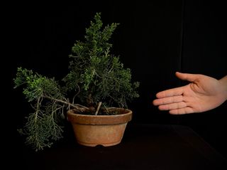 Bonsái Juniperus