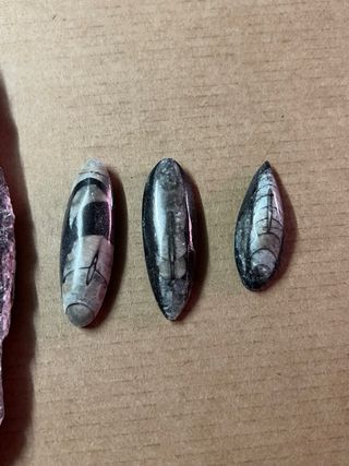 Colección Fósiles Orthoceras