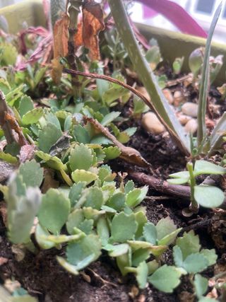 Jardinera con Aloe Vera Gigante