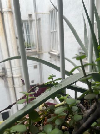 Jardinera con Aloe Vera Gigante
