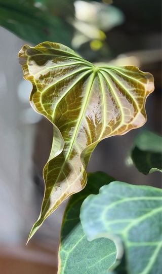 Anthurium Delta Force