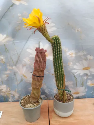 Lote Cactus con Flor Amarilla