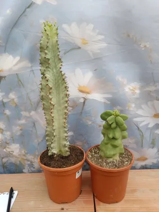 Lote 2 Cactus y Suculentas