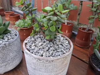 Suculentas en maceta decorada