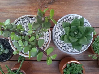 Suculentas en maceta decorada