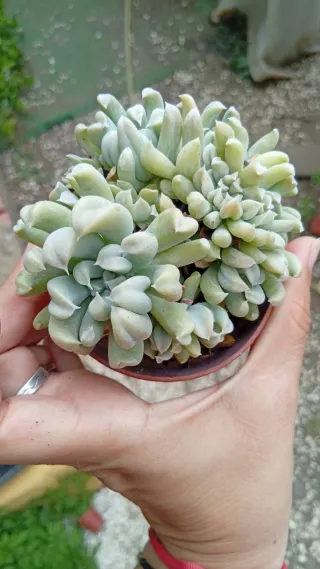 Echeveria Runyonii Spider 8.5 cm