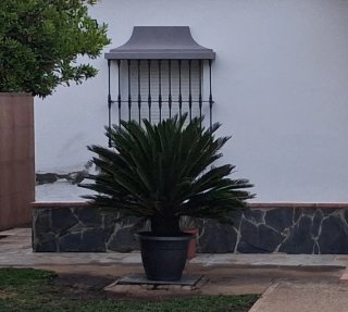 Palma Cycas Revolua Sago