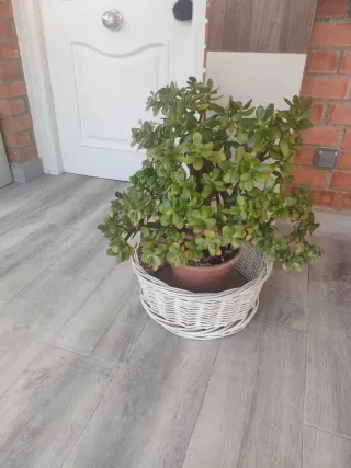 Planta Jade
