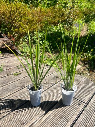 Plantas de Crocosmia