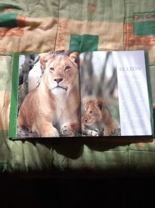 FELINOS SALVAJES-PARRAGON