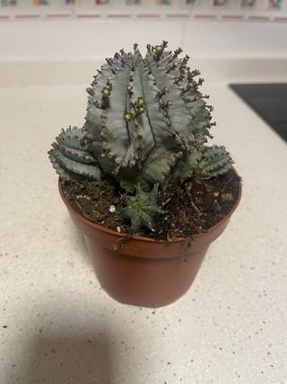 Planta Euphorbia Polvorona