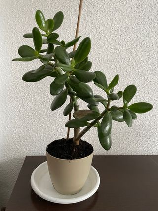 Planta Jade (Crassula Ovata)