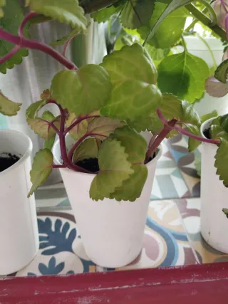 Planta de moneditas Plectranthus verticillatus