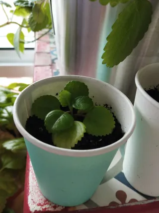 Planta de moneditas Plectranthus verticillatus
