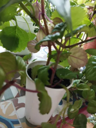 Planta de moneditas Plectranthus verticillatus