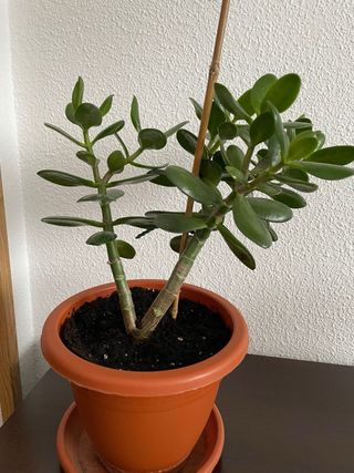 Planta Jade Crassula