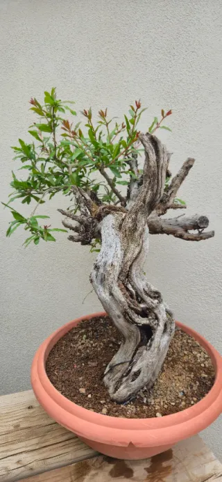 Bonsái Granado Autóctono