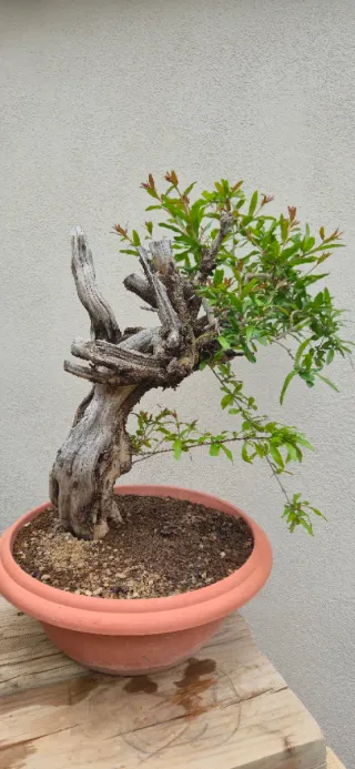Bonsái Granado Autóctono