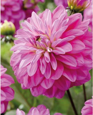Dalia rosa Candlelight Smokey Blaze
