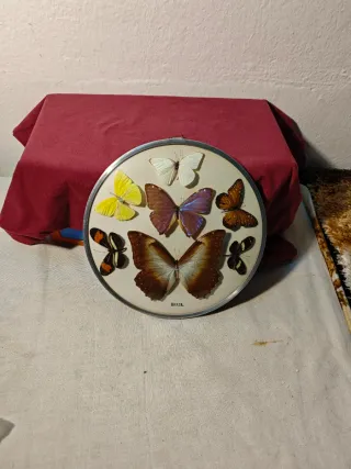 Cuadro Mariposas Brasil