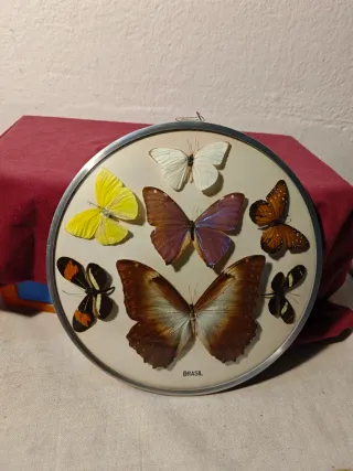 Cuadro Mariposas Brasil