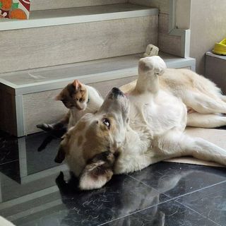 Paseo y cuidado de mascotas + fotos