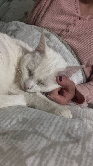 Paseo y cuidado de mascotas + fotos