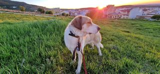 Paseo y cuidado de mascotas + fotos