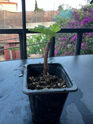 Planta de higuera para cultivo