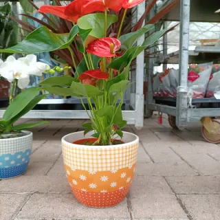 Vaso Coprivaso Ceramica 16cm e 19cm