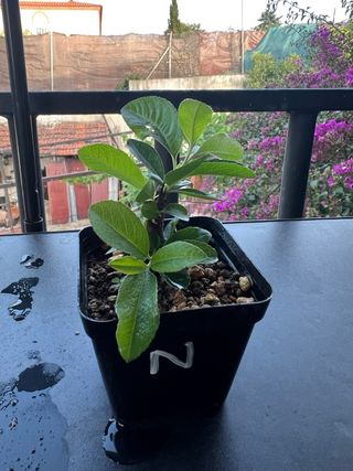 Planta prebonsai Pyracantha con frutos naranjas