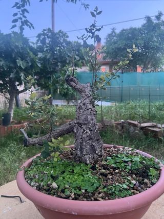 Yamadori Alcornoque Prebonsai