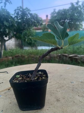 Planta de higuera prebonsai