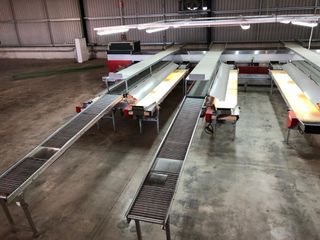 Cintas transp. para máquina clasificadora de fruta