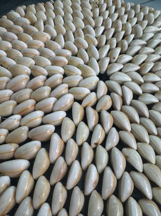 Tovagliette vintage con conchiglie marine rare