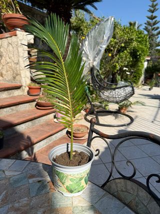 Pianta Cycas in vaso