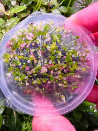 In vitro Rotala H'ra Plantas Acuario