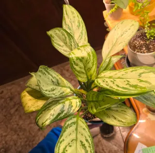 Aglaonema planta de interior