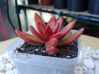 Sedum Adolphii 'Firestorm' Vaso 7
