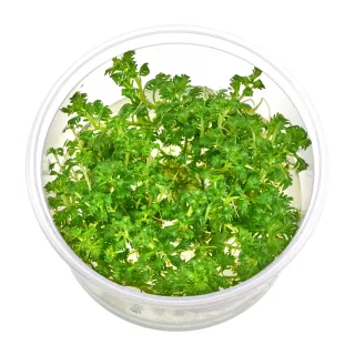 Invitro Hottonia palustris plantas acuario Novedad