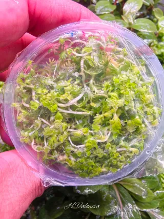 Invitro Hottonia palustris plantas acuario Novedad