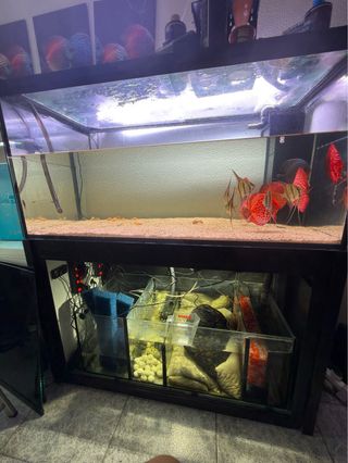 Acuario 480L con Sump