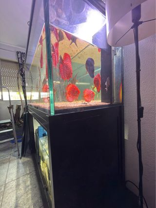 Acuario 480L con Sump