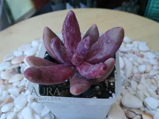 Graptosedum 'Ganzhou' vaso 7