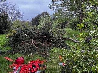 SERVICIO DE PODA DE ALTURA Y ARBOLES PELIGROSOS.